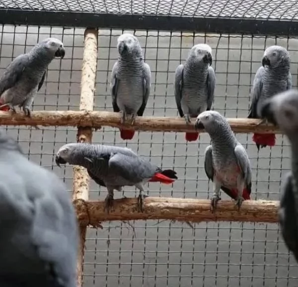 Pappagalli cenerini africani addomesticati disponibili per ladozione | Foto 0