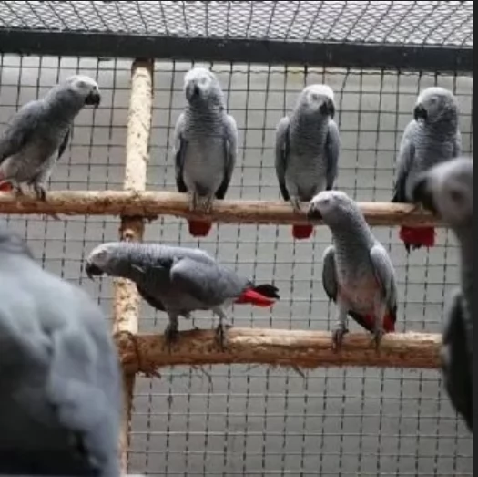 Pappagalli cenerini africani addomesticati disponibili per ladozione | Foto 1