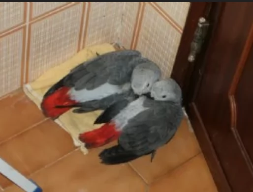 Pappagalli cenerini africani addomesticati disponibili per ladozione | Foto 0