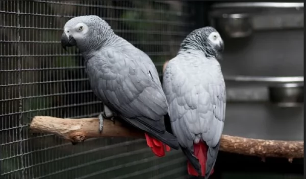 Pappagalli cenerini africani addomesticati disponibili per ladozione | Foto 0