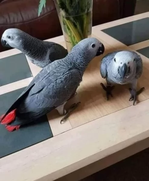 Pappagalli cenerini africani addomesticati disponibili per ladozione | Foto 2