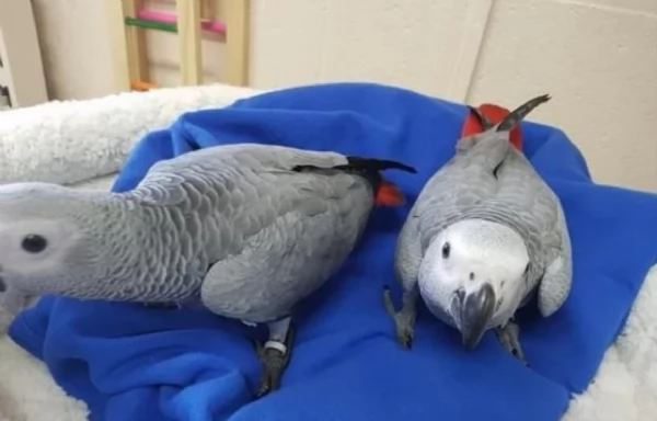 Pappagalli cenerini africani addomesticati disponibili per ladozione | Foto 1