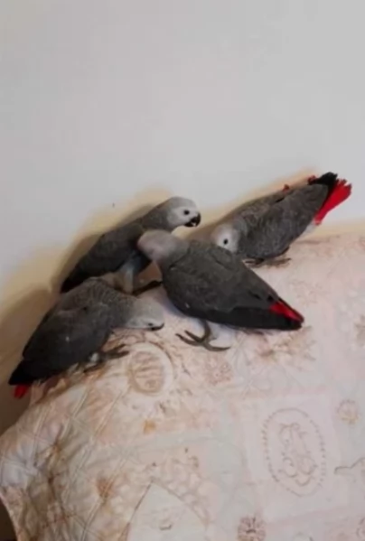 Pappagalli cenerini africani addomesticati disponibili per ladozione | Foto 2