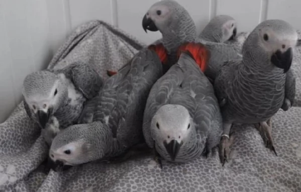Pappagalli cenerini africani addomesticati disponibili per ladozione | Foto 1