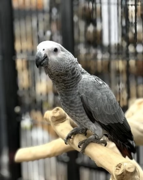 Pappagalli cenerini africani addomesticati disponibili per ladozione | Foto 1