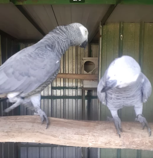 Pappagalli cenerini africani addomesticati disponibili per ladozione | Foto 3
