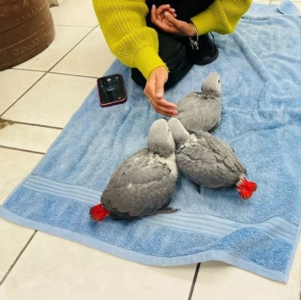 Pappagalli cenerini africani addomesticati disponibili per ladozione | Foto 1