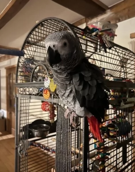 Pappagalli cenerini africani addomesticati disponibili per ladozione | Foto 1