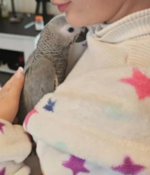 Pappagalli cenerini africani addomesticati disponibili per ladozione | Foto 0