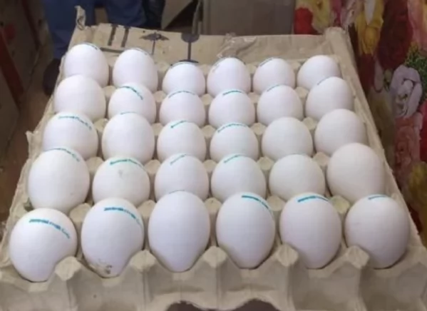 Pappagalli cenerini africani addomesticati disponibili per ladozione | Foto 5