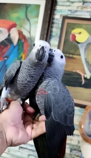 Pappagalli cenerini africani addomesticati disponibili per ladozione | Foto 1
