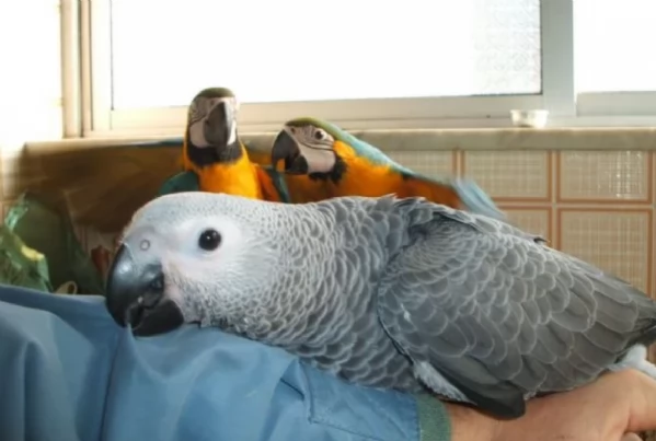 Pappagalli cenerini africani addomesticati disponibili per ladozione | Foto 0