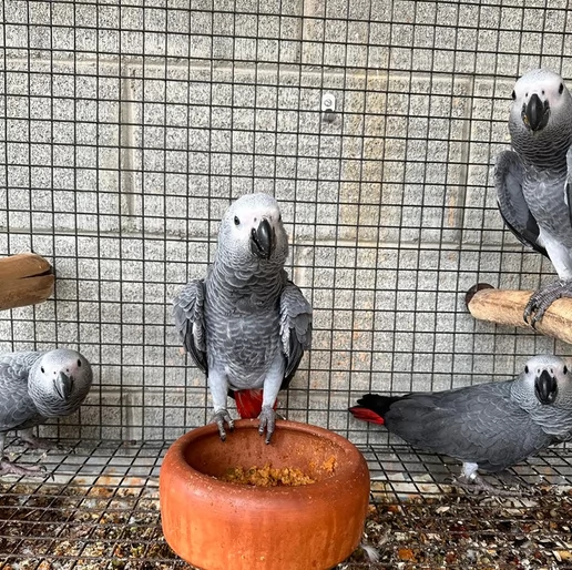 Pappagalli cenerini africani addomesticati disponibili per ladozione | Foto 2