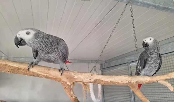 Pappagalli cenerini africani addomesticati disponibili per ladozione | Foto 1