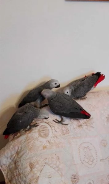 Pappagalli cenerini africani addomesticati disponibili per ladozione | Foto 3