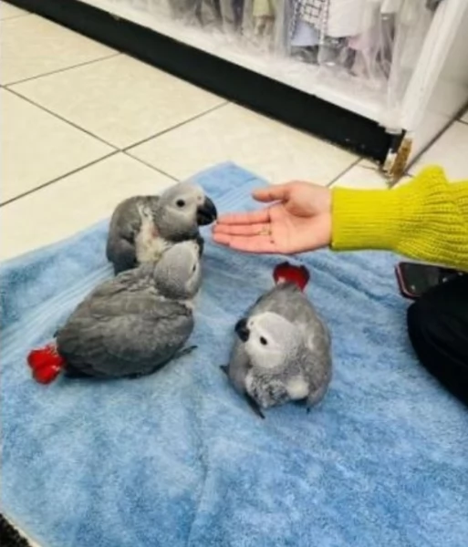 Pappagalli cenerini africani addomesticati disponibili per ladozione | Foto 5