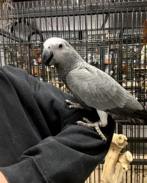 Pappagalli cenerini africani addomesticati disponibili per ladozione | Foto 3