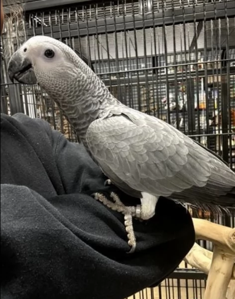 Pappagalli cenerini africani addomesticati disponibili per ladozione | Foto 2