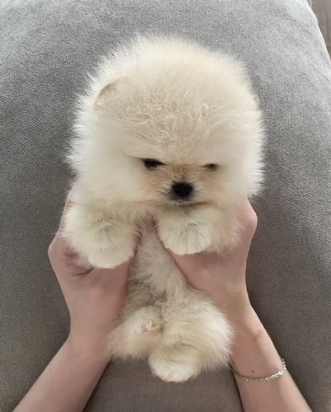 Bellissimo cucciolo di Pomerania Toy, un maschio e due femmine