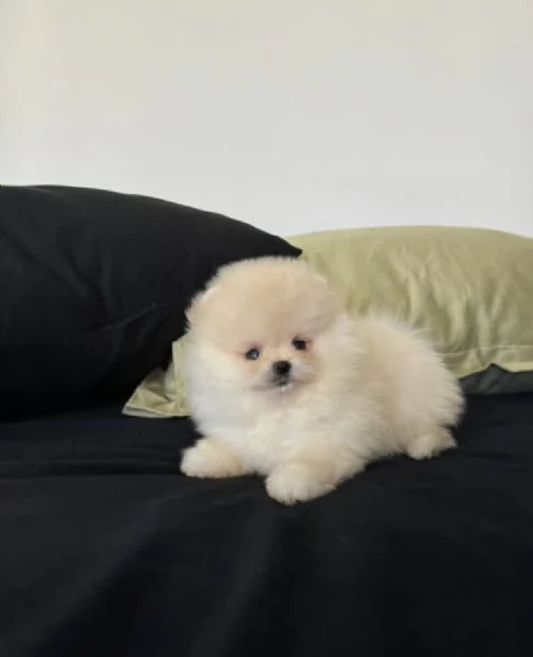 Bellissimo cucciolo di Pomerania Toy, un maschio e due femmine | Foto 4