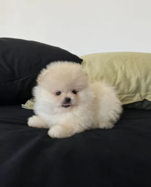 Bellissimo cucciolo di Pomerania Toy, un maschio e due femmine | Foto 3