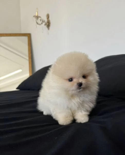 Bellissimo cucciolo di Pomerania Toy, un maschio e due femmine | Foto 2