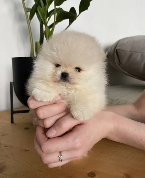 Bellissimo cucciolo di Pomerania Toy, un maschio e due femmine | Foto 1