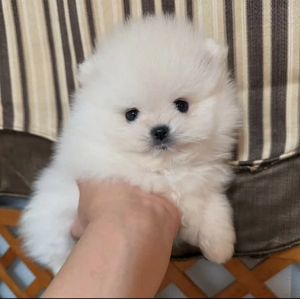 Cuccioli di Pomerania di razza pura in cerca di adozione