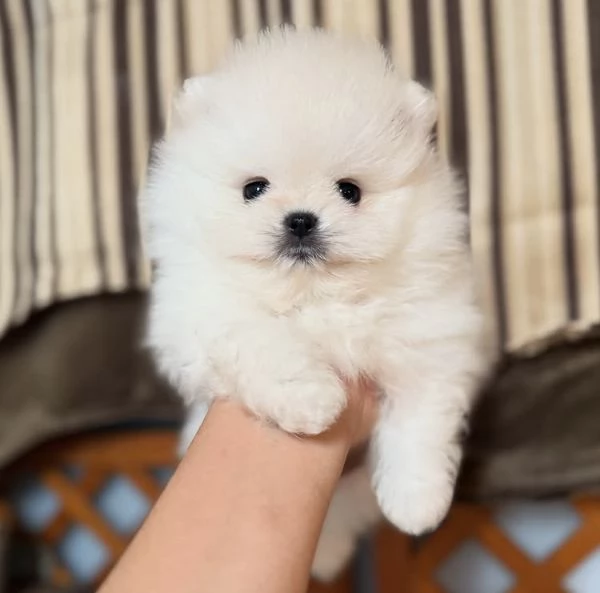 Cuccioli di Pomerania di razza pura in cerca di adozione | Foto 3