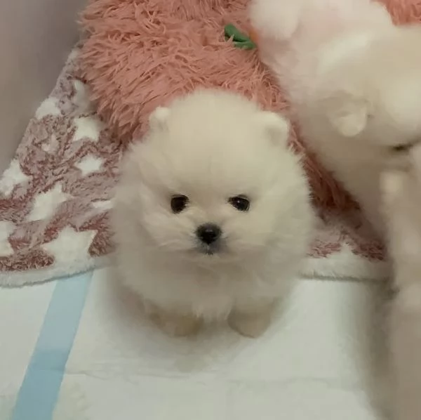 Cucciolo di Volpino Pomerania di 3 mesi