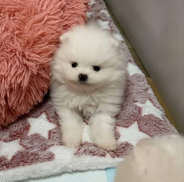 Cucciolo di Volpino Pomerania di 3 mesi | Foto 4