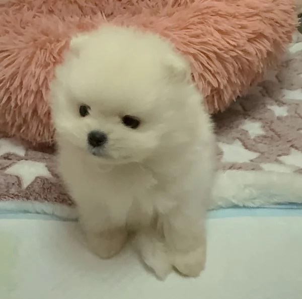 Cucciolo di Volpino Pomerania di 3 mesi | Foto 2