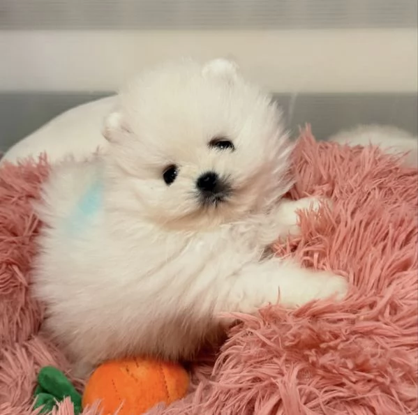 Cucciolo di Volpino Pomerania di 3 mesi | Foto 1