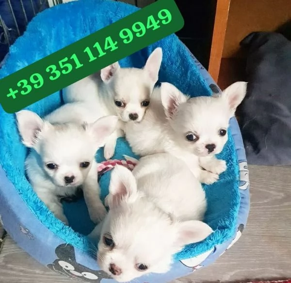Regalo cuccioli di Chihuahua maschio e femmina giocherelloni | Foto 2