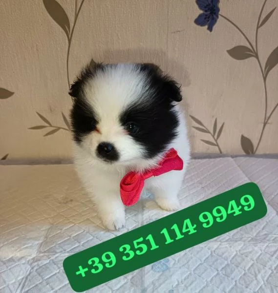 Regalo cuccioli di Volpino Pomerania maschio e femmina giocherelloni | Foto 2