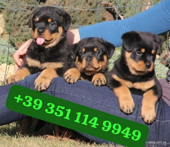 Regalo cuccioli di Rottweiler maschio e femmina giocherelloni