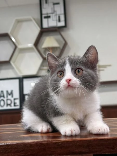 Gatti British shorthair