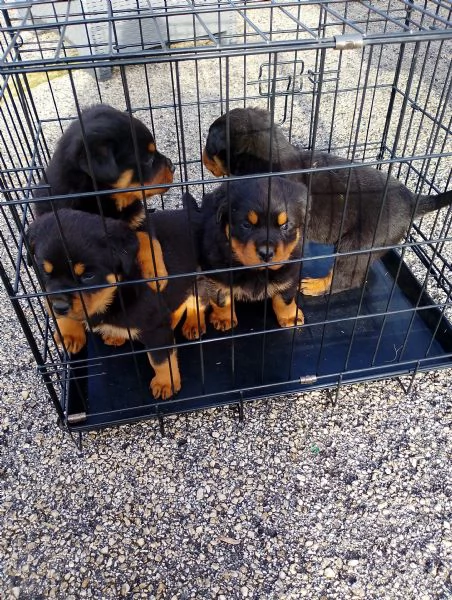 Cuccioli di Rottweiler  | Foto 0