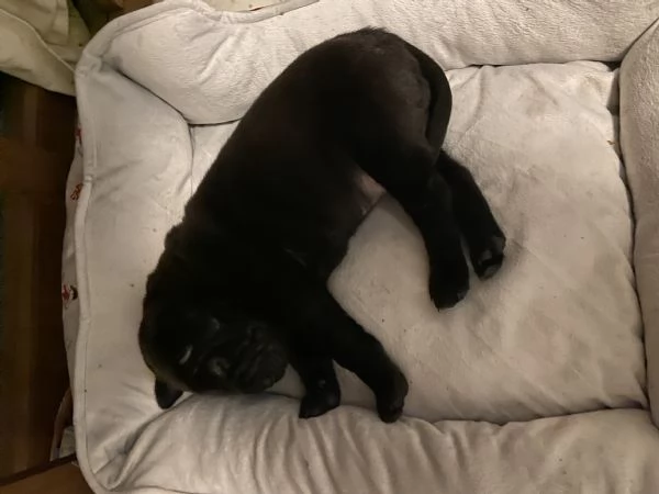 Cane shar pei femmina | Foto 1