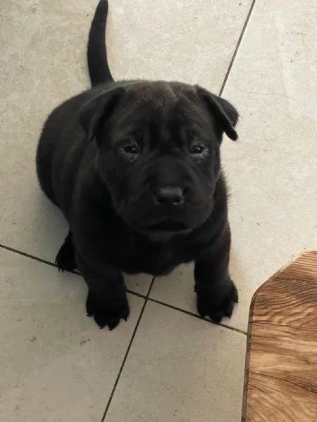 Cane shar pei femmina