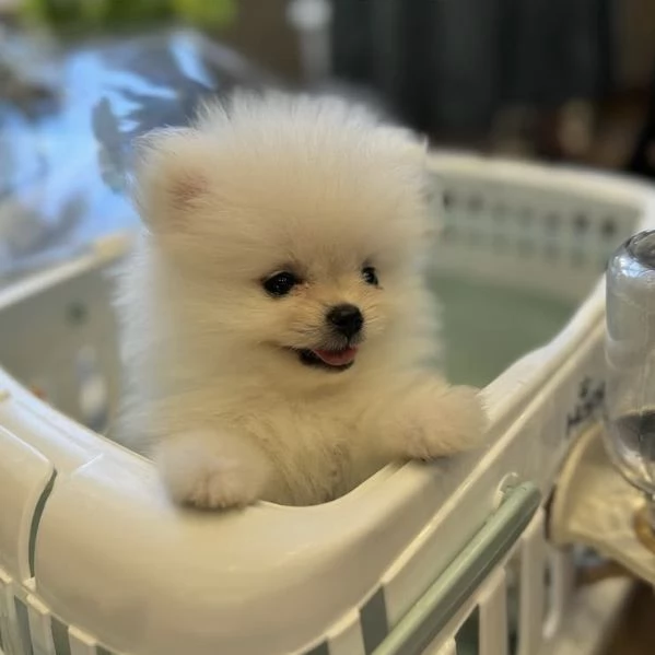 Cucciolo di Pomerania con la faccia di pelliccia | Foto 3