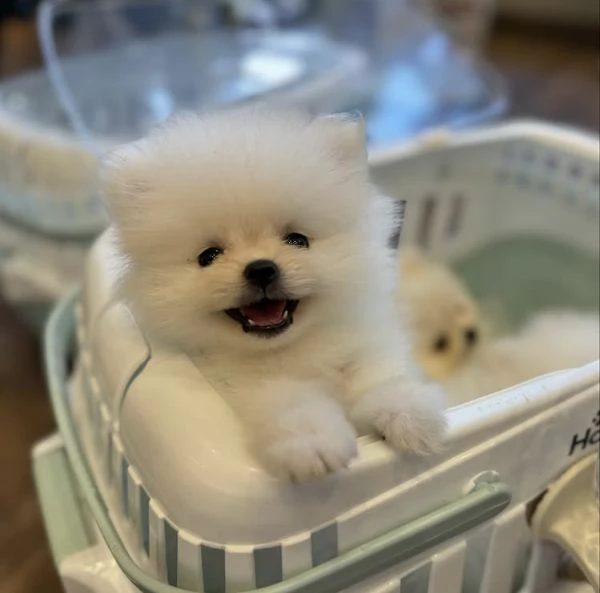 Cucciolo di Pomerania con la faccia di pelliccia | Foto 2