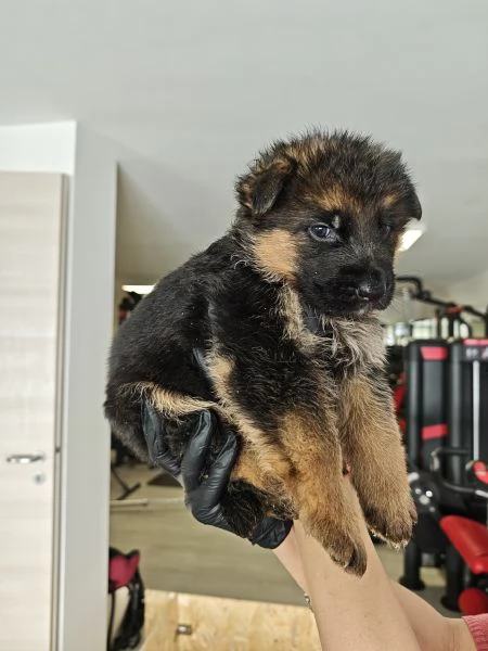 Cuccioli Pastore Tedesco