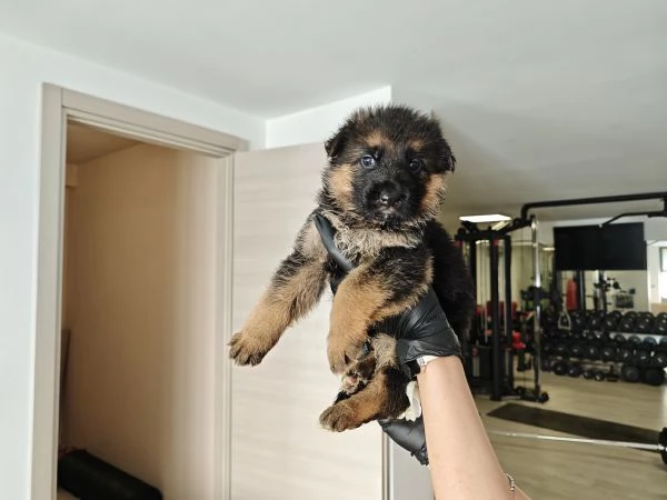 Cuccioli Pastore Tedesco | Foto 0