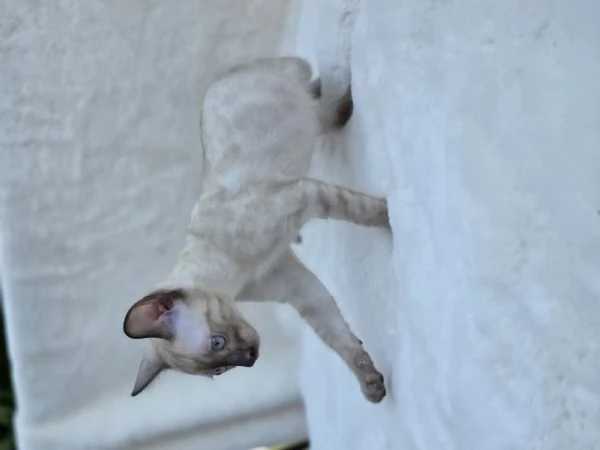 cucciolo gatto bengala | Foto 5