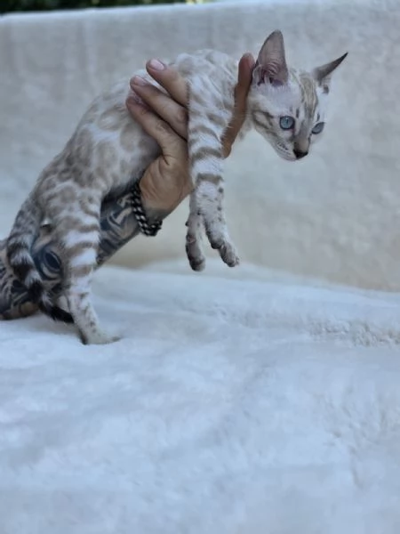 cucciolo gatto bengala | Foto 4