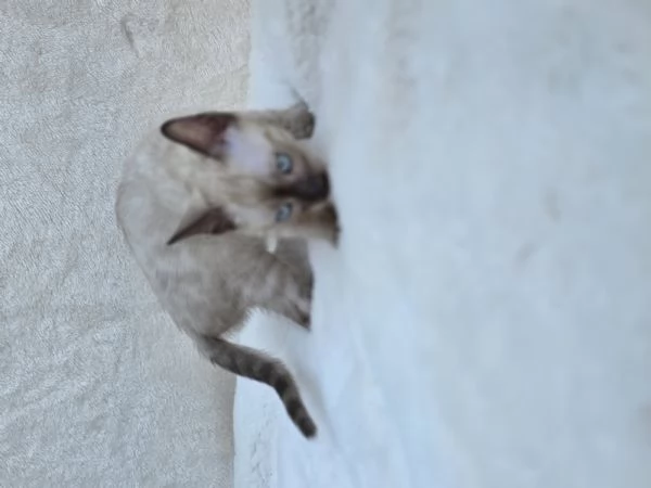 cucciolo gatto bengala | Foto 2