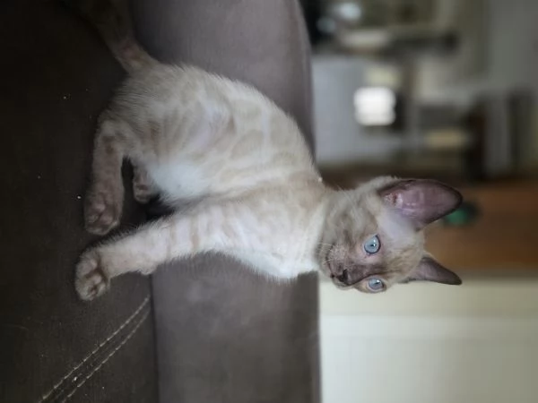 cucciolo gatto bengala | Foto 1