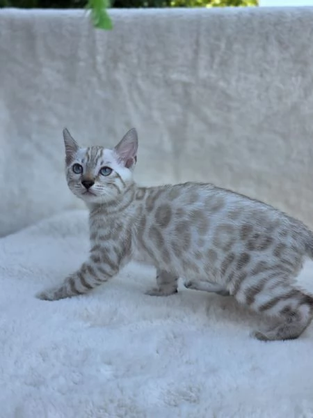 cucciolo gatto bengala | Foto 0