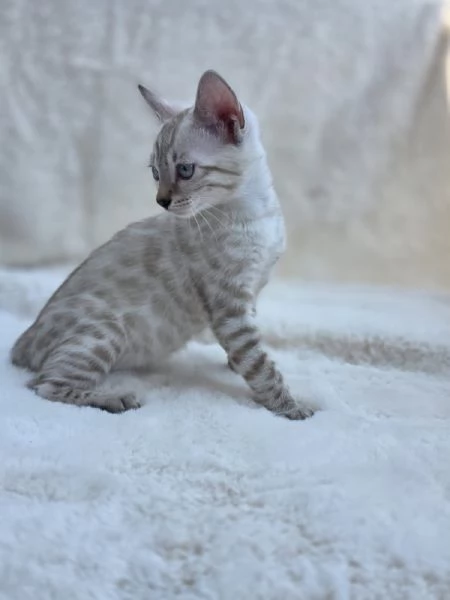 cucciolo gatto bengala